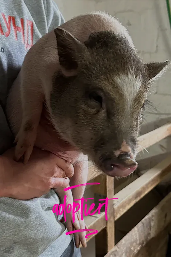 Piggy 10 – adoptiert