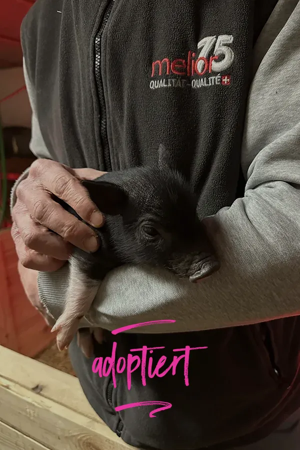 Piggy 2 – adoptiert