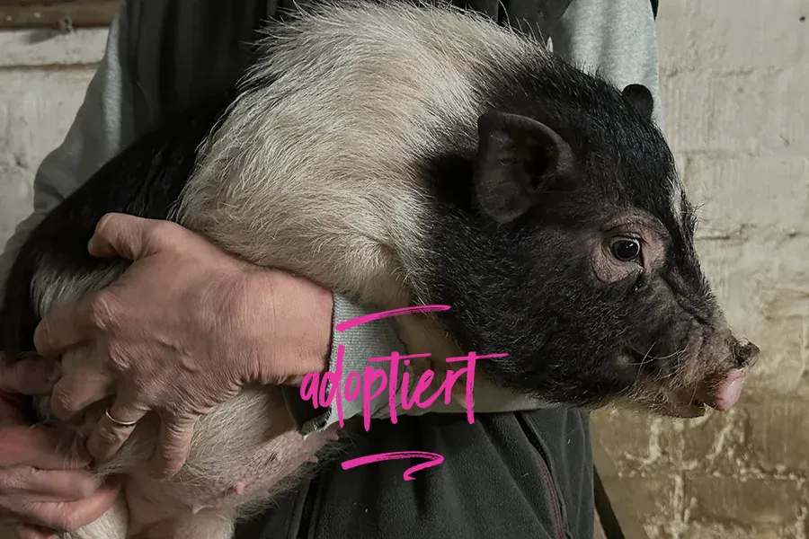 Piggy 9 – adoptiert